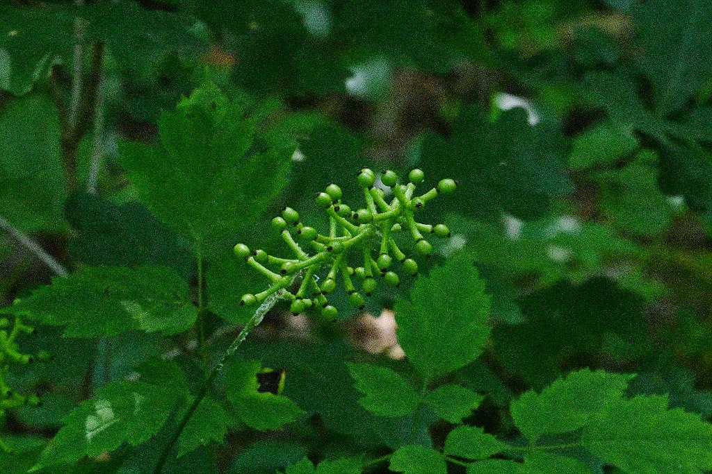 2025-07049389 Acton Arboretum, MA.JPG - Doll's Eyes (White Baneberry). Acton Arboretum, MA, 7-4-2025